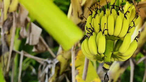 Bananas Video stock 22934490