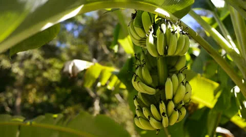 Bananas Video stock 23002452
