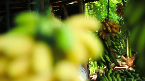 Bananas Видео 35687560