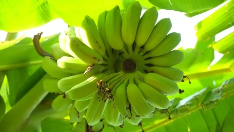 Bananas Stock Footage 128215665