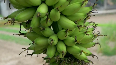 Bananas Stock Footage 252117347