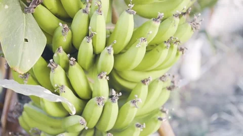 Bananas Vídeos de archivo 271364364