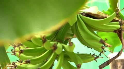 Bananas growing Video stock 96494834