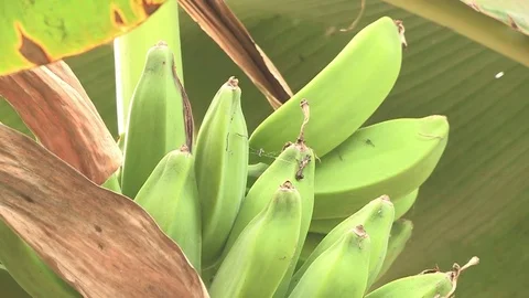 Bananas growing in tree Stock-Footage 84720752
