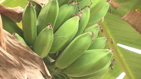 Bananas growing in tree Video stock 84721015