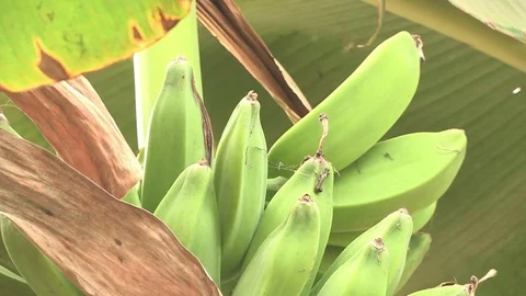 Bananas growing in tree Stock-Footage 84721521