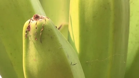 Bananas growing in tree Stock Footage 84722140