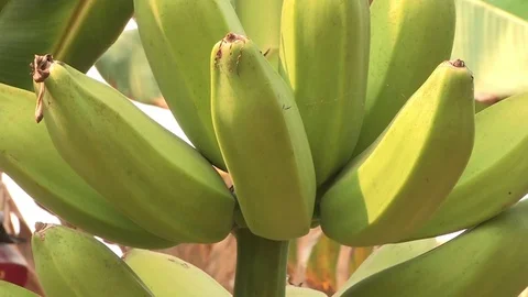 Bananas growing in tree Stock Footage 84722187