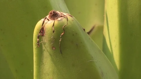 Bananas growing in tree Stock Footage 84722368