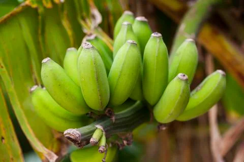 Bananas growing on a tree Stock Photos