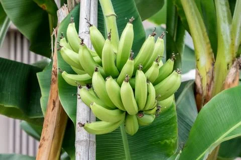 Banana's growing on a tree Stock Photos