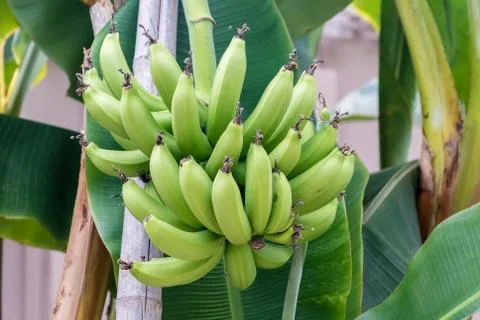 Banana's growing on a tree Stock Photos