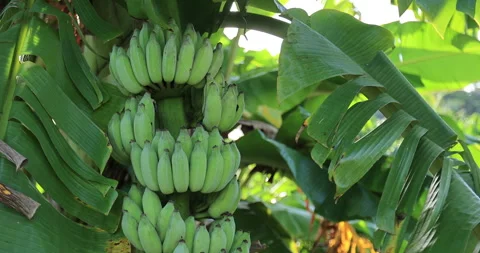 Bananas grown on tree at field Stock Footage 259613144