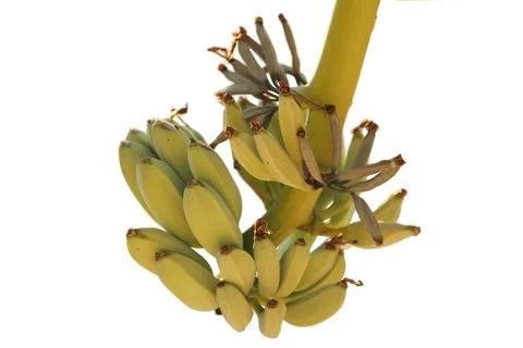 Bananas isolated Foto stock