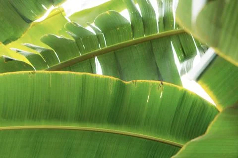 Bananas leaves with background. Stock-Fotos