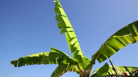 Bananas leaves Stock Footage 24636354