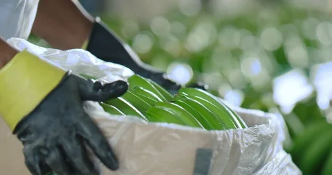 Bananas packing and moving Stock Footage 125080879