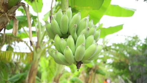 Bananas on a palm tree. Video stock 243490201