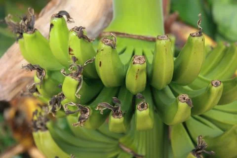 Bananas Stock Photos