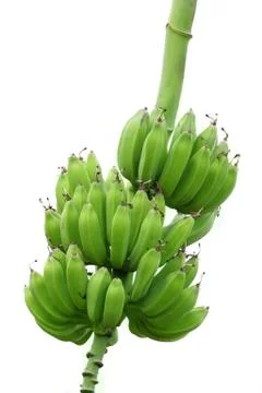 Bananas Stock Photos