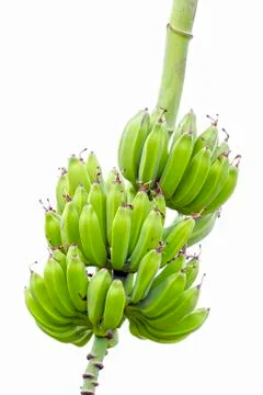 Bananas Stock Photos