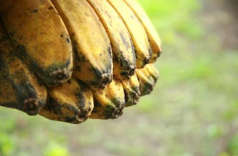 Bananas Stock Photos
