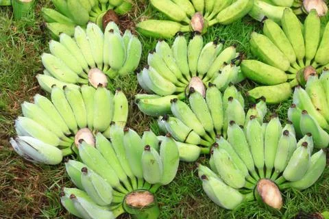 Bananas Stock Photos