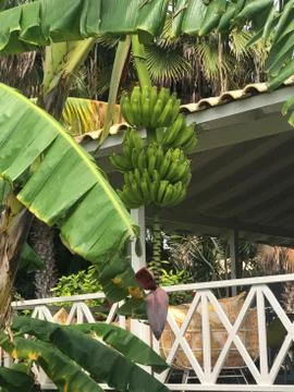 Bananas Stock Photos