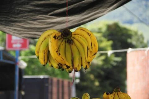 Bananas Stock Photos