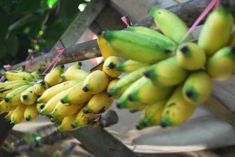 Bananas Stock Photos