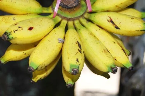 Bananas Stock Photos