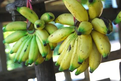 Bananas Stock Photos
