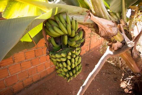 Bananas Foto stock