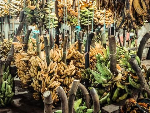 Bananas 写真素材