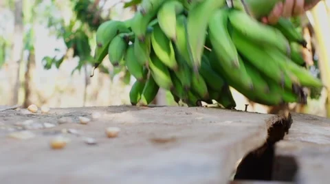 Bananas place on table Video stock 50231646