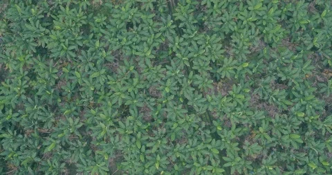 Banana's plantation top view Stock Footage 125082575