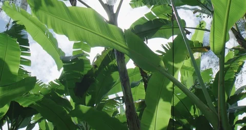 Banana's plants Stock Footage 125082925