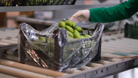 Bananas prepared and packaged for shipment Stock Footage 172257901