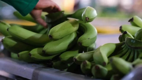 Bananas prepared for shipment Stock Footage 172258048