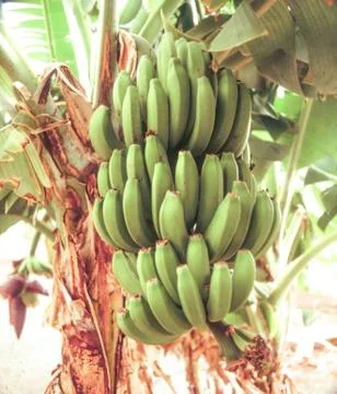 Bananas on a stalk Stock Photos