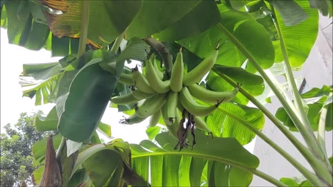 Bananas still hanging on the tree, ready to be harvested Stock Footage 224641059
