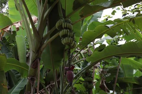 Bananas Thailand Stock Photos