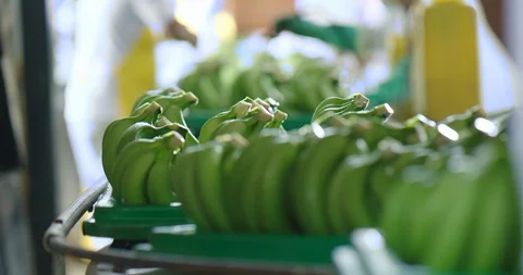 Bananas in tray moving Stock Footage 125080882
