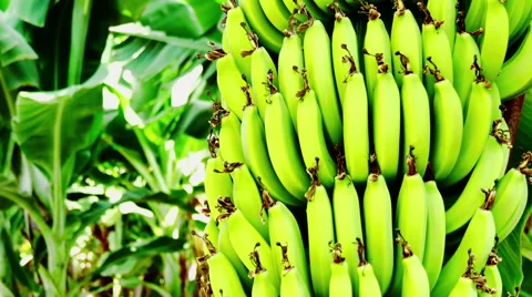 Bananas on the tree 2 Stock Footage 55407838
