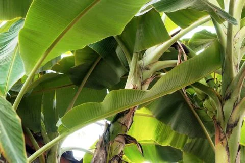 Bananas tree with background. Stock Photos