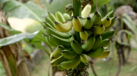 Bananas on Tree Stock-Footage 32153123