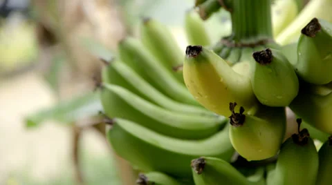 Bananas on Tree Stock Footage 32153193