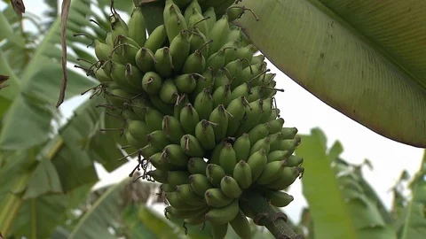 Bananas on a tree Stock Footage 114574029