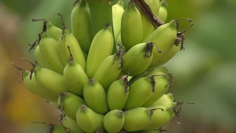 Bananas on a tree Stock Footage 114574045