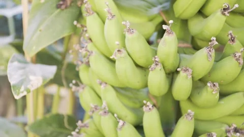 Bananas on a Tree Vídeos de archivo 271364332